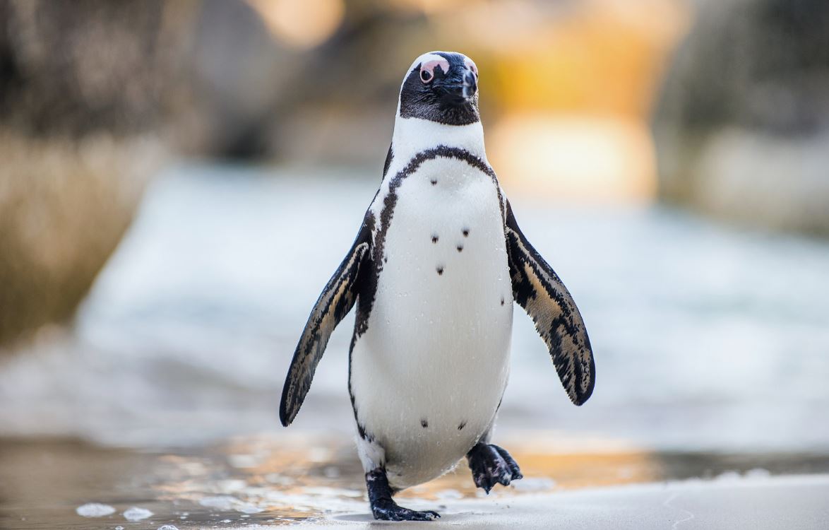 Penguin Sightings